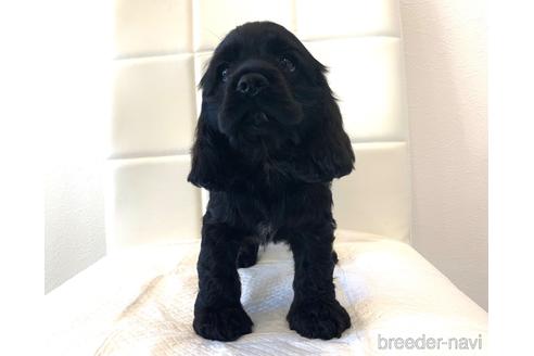 成約済の滋賀県のアメリカンコッカースパニエル-141222の1枚目